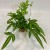 paproć Pteris cretica 'Albolineata  (12).jpg