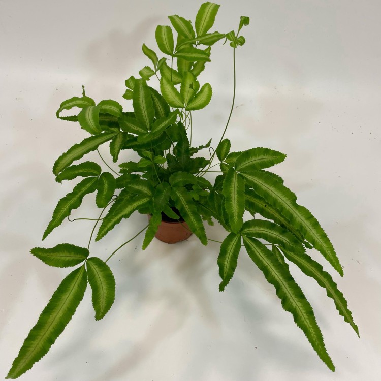 paproć Pteris cretica 'Albolineata  (12).jpg