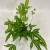 paproć Pteris cretica 'Albolineata  (10).jpg