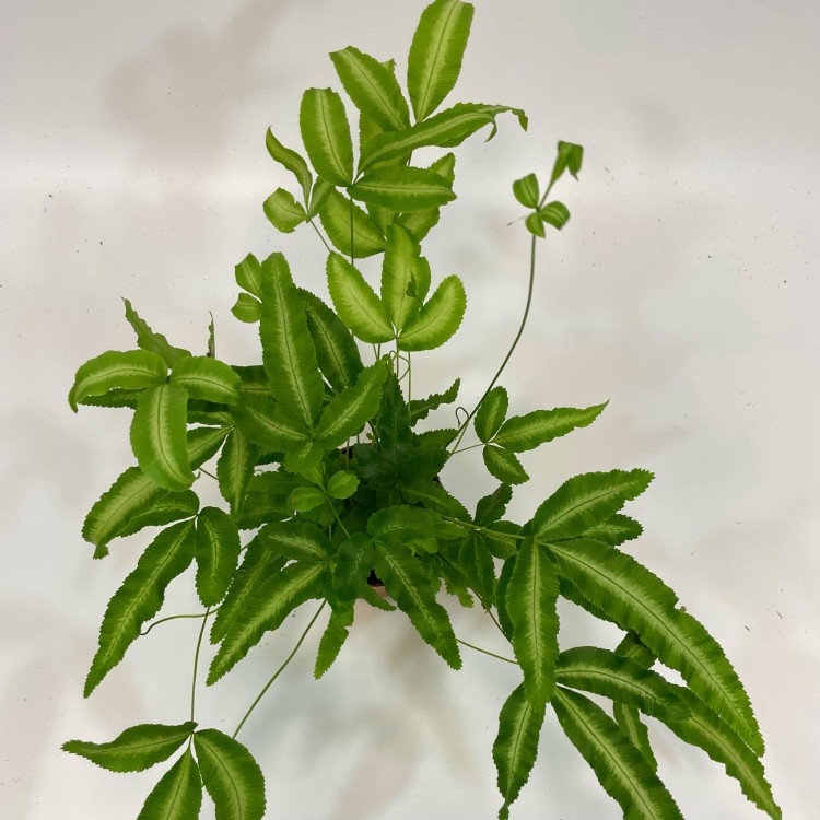 paproć Pteris cretica 'Albolineata  (10).jpg