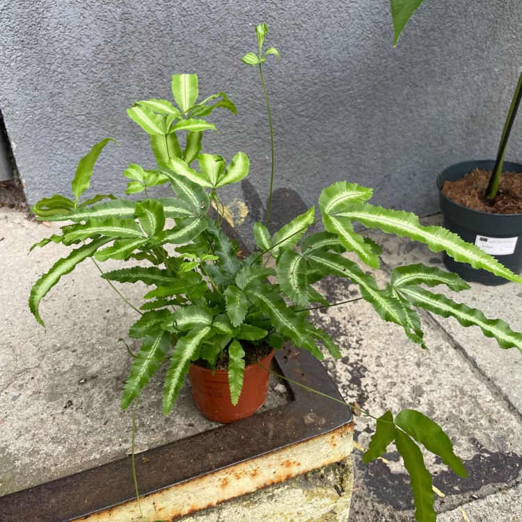 paproć Pteris cretica 'Albolineata  (14).jpg