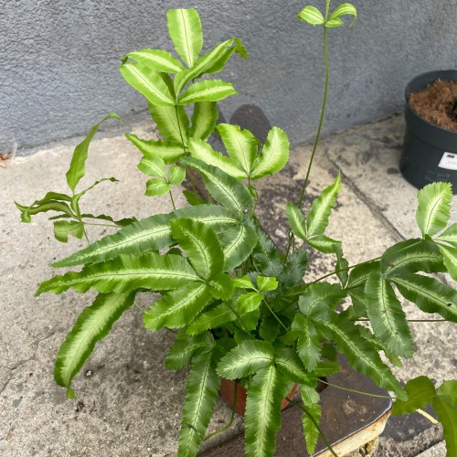 paproć Pteris cretica 'Albolineata  (13).jpg