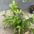paproć Pteris cretica 'Albolineata  (13).jpg