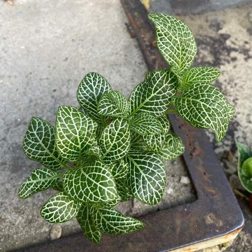 fitonia  Fittonia verschaf. 'Bianco Verde' DØ8,5cm (3).jpg