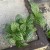 fitonia  Fittonia verschaf. 'Bianco Verde' DØ8,5cm (3).jpg