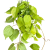filodendron pnący philodendron scandens lemon lime (1).png
