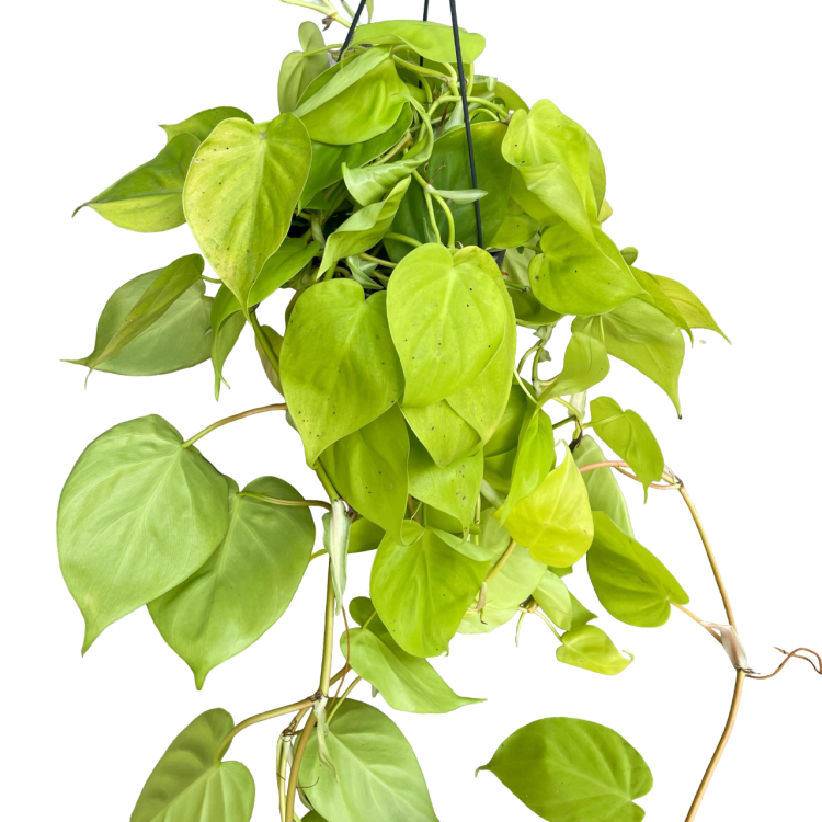 filodendron pnący philodendron scandens lemon lime (1).png