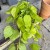 filodendron pnący philodendron scandens lemon lime (2).jpg