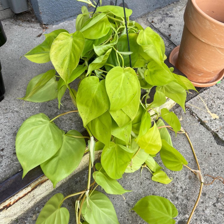 filodendron pnący philodendron scandens lemon lime (2).jpg