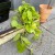 filodendron pnący philodendron scandens lemon lime (3).jpg