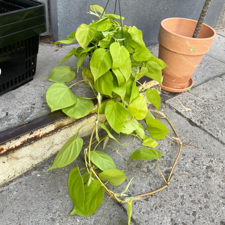 filodendron pnący philodendron scandens lemon lime (3).jpg