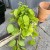 filodendron pnący philodendron scandens lemon lime (4).jpg