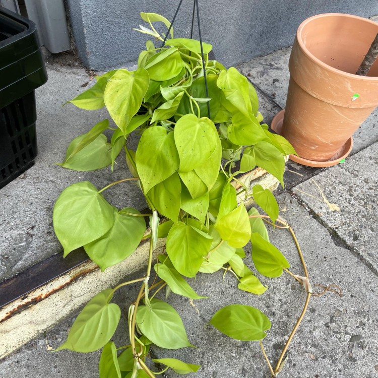 filodendron pnący philodendron scandens lemon lime (4).jpg