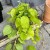 filodendron pnący philodendron scandens lemon lime (5).jpg