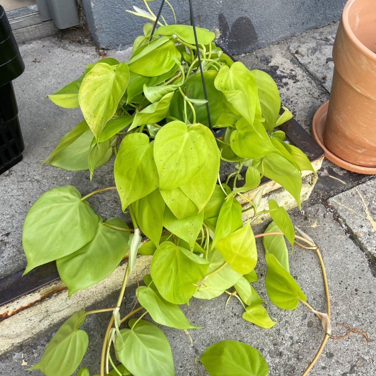 filodendron pnący philodendron scandens lemon lime (5).jpg