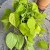 filodendron pnący philodendron scandens lemon lime (1).jpg