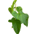 anthurium balaoanum (1).png