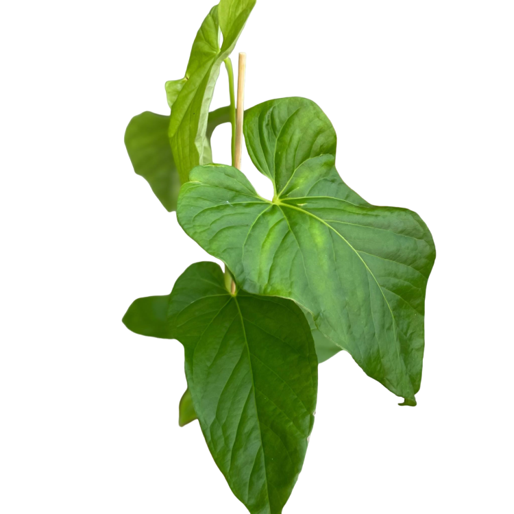 anthurium balaoanum (1).png