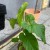 anthurium balaoanum (2).jpg