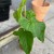 anthurium balaoanum (4).jpg