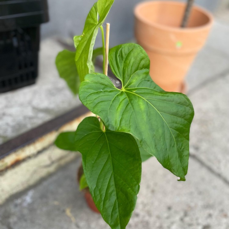 anthurium balaoanum (4).jpg