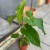 anthurium balaoanum (5).jpg