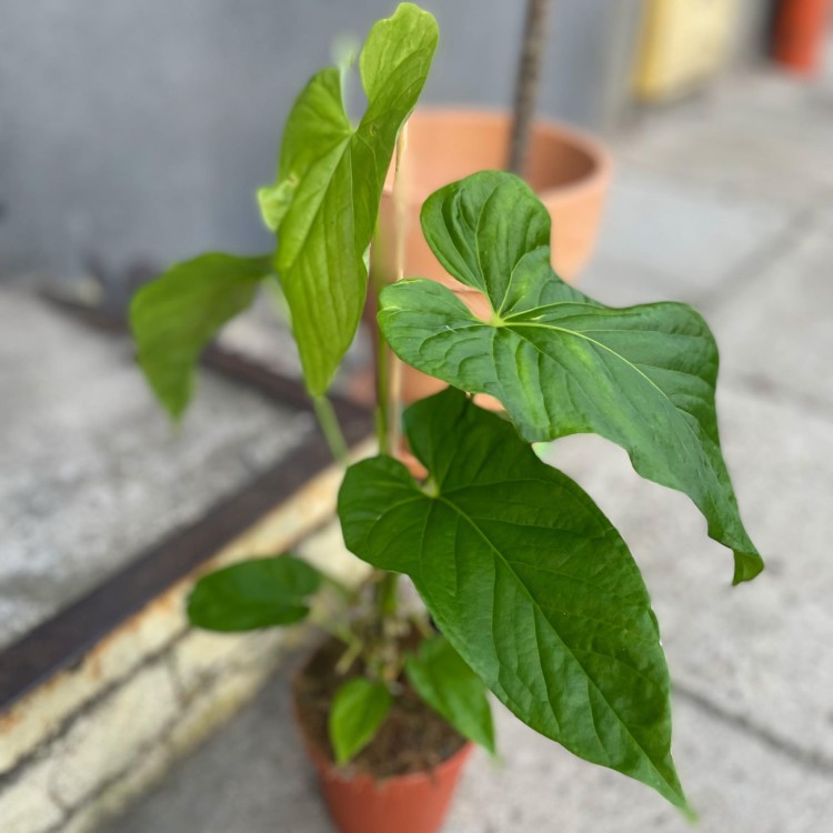 anthurium balaoanum (5).jpg