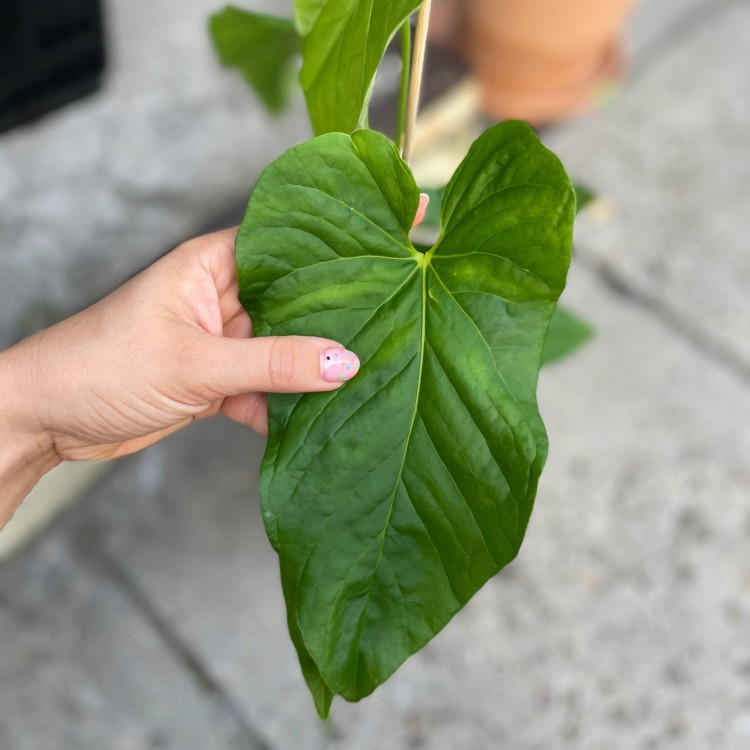 anthurium balaoanum (6).jpg