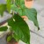 anthurium balaoanum (1).jpg