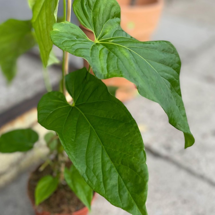 anthurium balaoanum (1).jpg