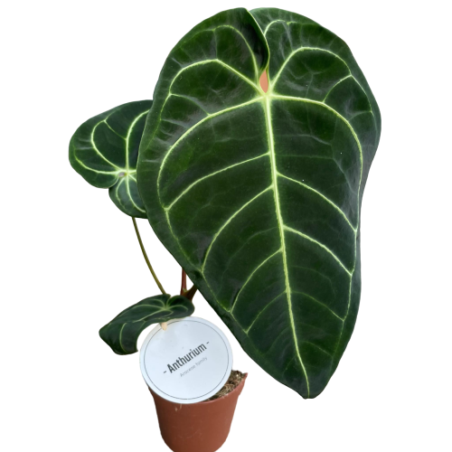 Anthurium Crystallinum x Regale (1).png