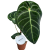 Anthurium Crystallinum x Regale (1).png