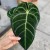 Anthurium Crystallinum x Regale (2).jpg