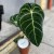 Anthurium Crystallinum x Regale (3).jpg
