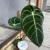 Anthurium Crystallinum x Regale (4).jpg