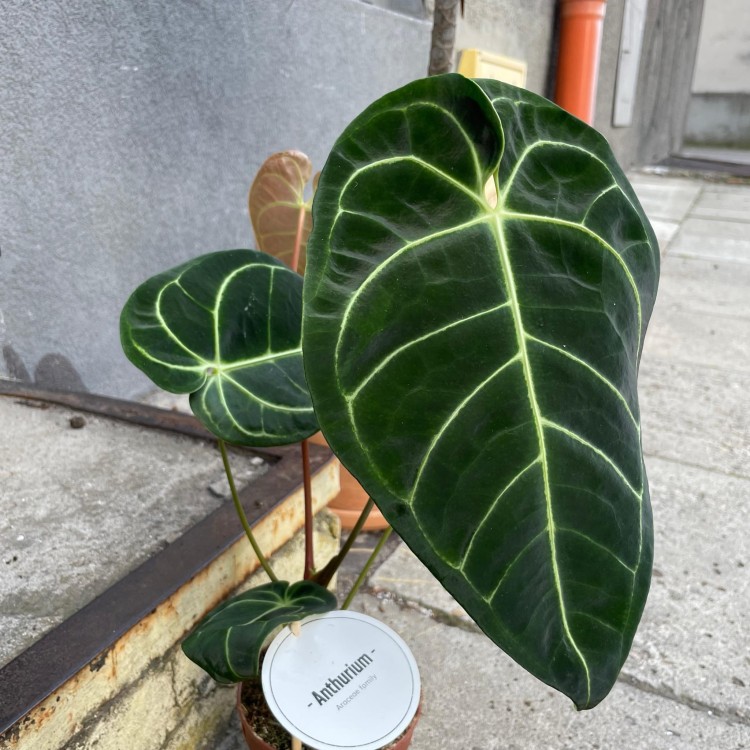 Anthurium Crystallinum x Regale (4).jpg