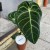Anthurium Crystallinum x Regale (5).jpg