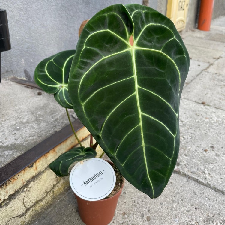 Anthurium Crystallinum x Regale (5).jpg