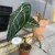 Anthurium Crystallinum x Regale (1).jpg