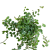 bluszcz żółto-zielony Hedera helix 'Goldchild'  (2).png