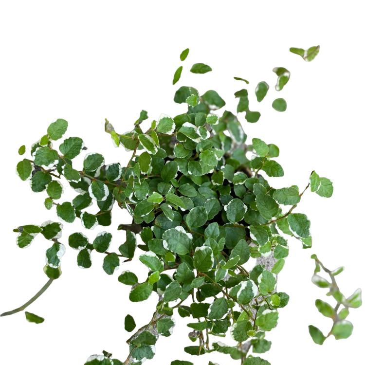 bluszcz żółto-zielony Hedera helix 'Goldchild'  (2).png