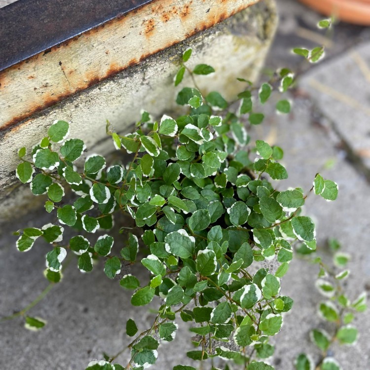bluszcz żółto-zielony Hedera helix 'Goldchild'  (6).jpg