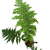 Cyathea australis (1).png