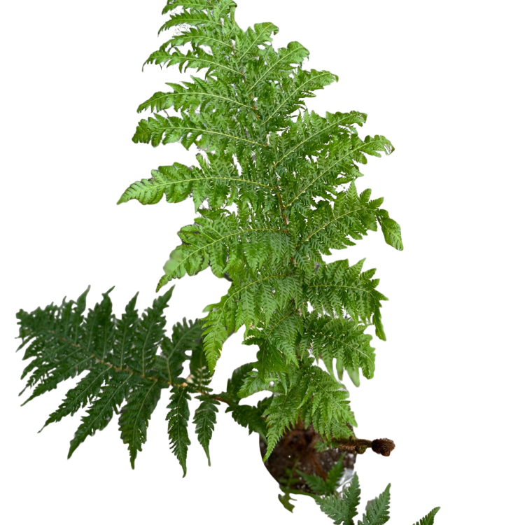 Cyathea australis (1).png