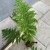 Cyathea australis (2).jpg