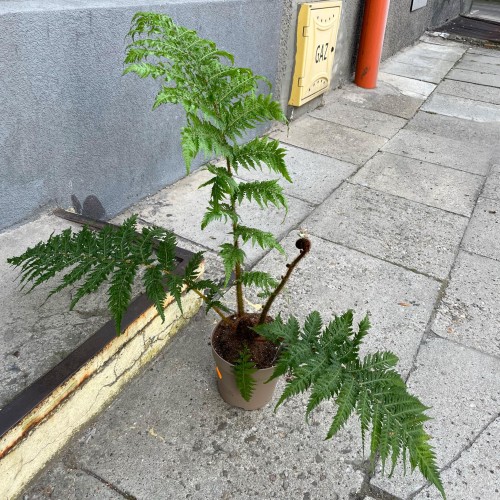 Cyathea australis (3).jpg