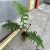 Cyathea australis (3).jpg