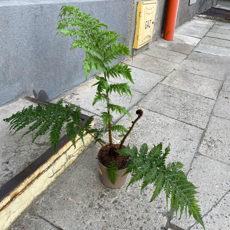 Cyathea australis (3).jpg