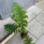 Cyathea australis (1).jpg
