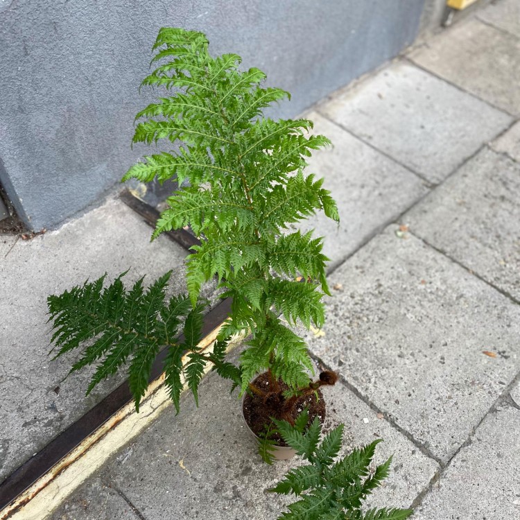 Cyathea australis (1).jpg